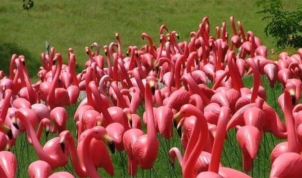 Dünya’da gerçeğinden fazla, yapma flamingo bulunmaktadır.