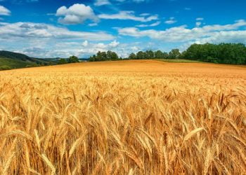 Sitenizi Retina Destekli Hale Getirin