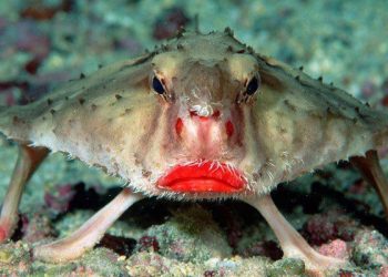 Dünya'nın En İlginç 10 Hayvanı