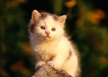 Minicik Bir Kedi ve Umut Bu Toprakları Terk Etmedi