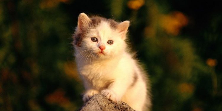 Minicik Bir Kedi ve Umut Bu Toprakları Terk Etmedi