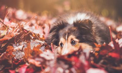 Çikolata Köpekleri Kör Eder Mi?