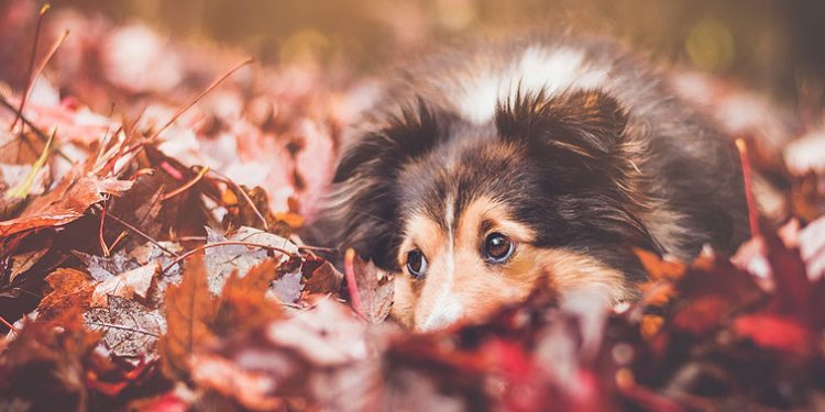Çikolata Köpekleri Kör Eder Mi?